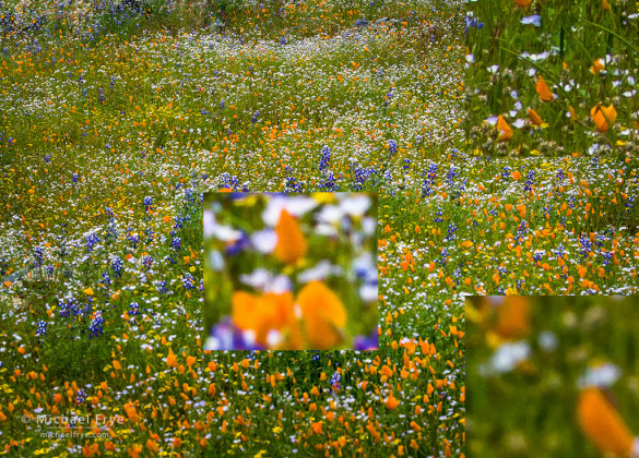 The fourth and final image of the focus-stacking sequence, focused on the background (the very upper-left corner)