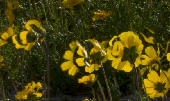 Ghosting caused by the wind; since the flowers moved between frames, some of them show up twice, creating ghost images.