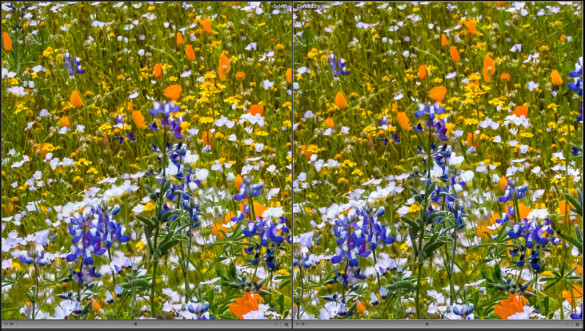 Focus stacking in Photoshop (left) compared to Helicon Focus (right). Helicon did a better job of picking the sharpest parts of each image to include in the final blended photograph.