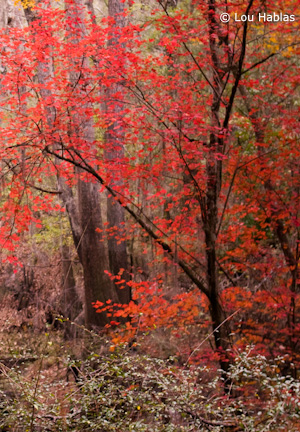 Vertical crop of the red tree