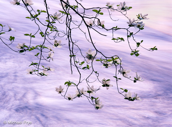 50065 Dogwood branches hanging over the Merced River