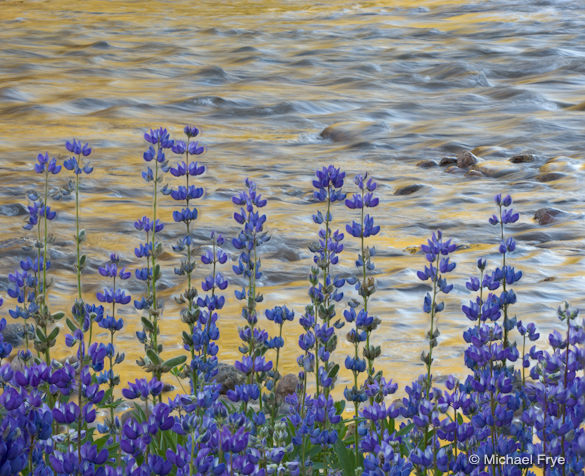 Lupine and reflections along the Tuolumne River