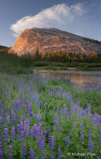 Lembert Dome with lupine and the Tuolumne River