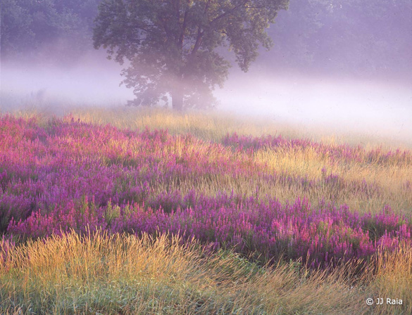 Květinová louka Meadow1