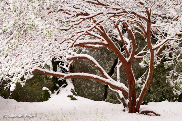 20261 Snow-covered manzanita