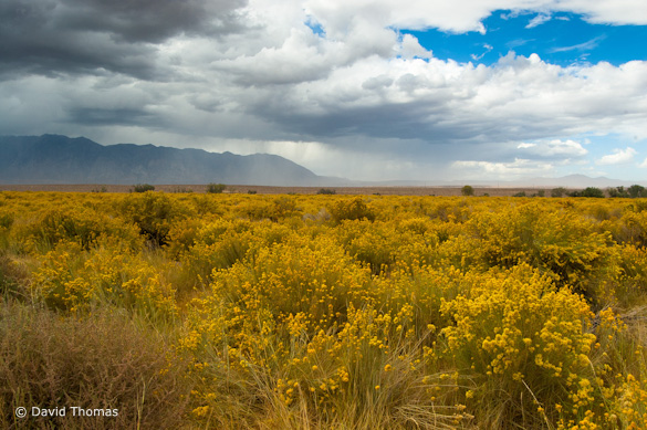 Rabbitbrush2 "Storm and Rabbitbrush" by David Thomas
