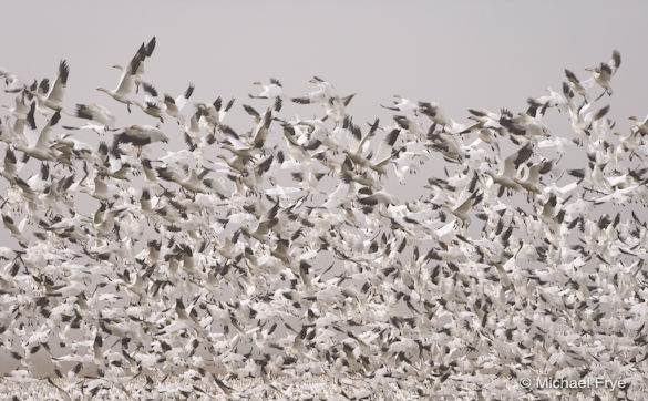 Wall of geese taking flight yesterday at Merced National Wildlife Refuge