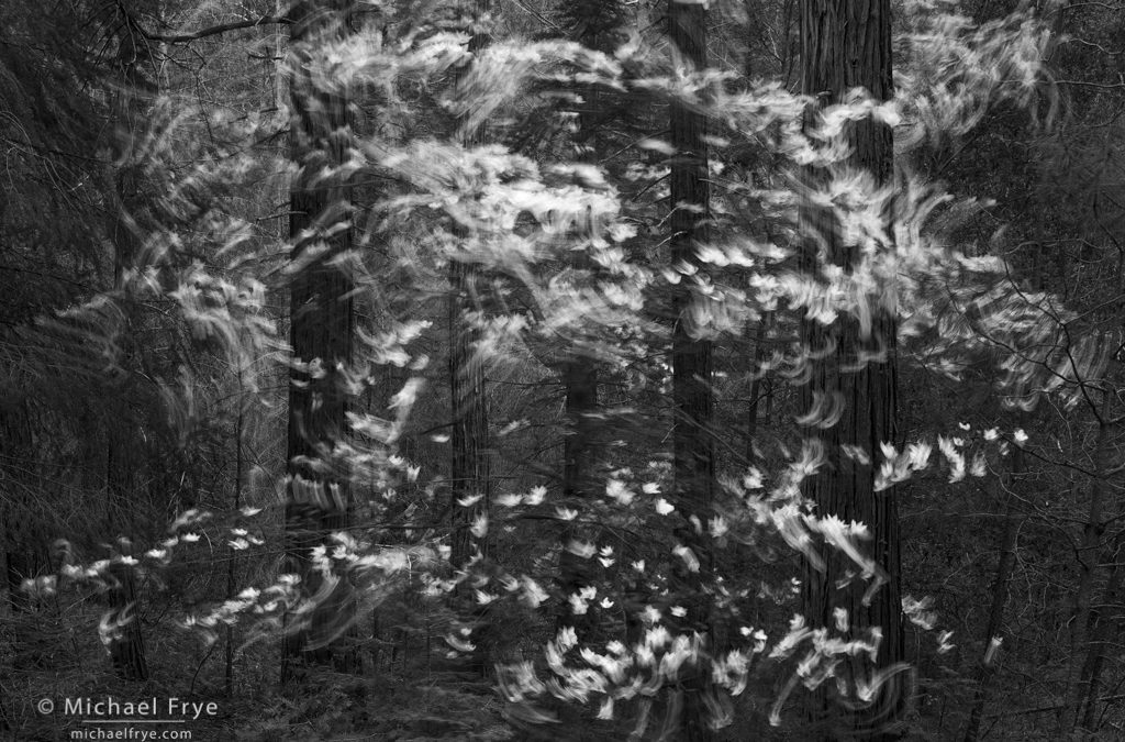 Five Causes of Blurry Photos