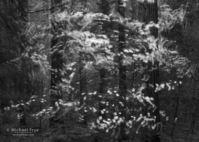 Swirling dogwood blossoms, Yosemite. A deliberately blurry photos.