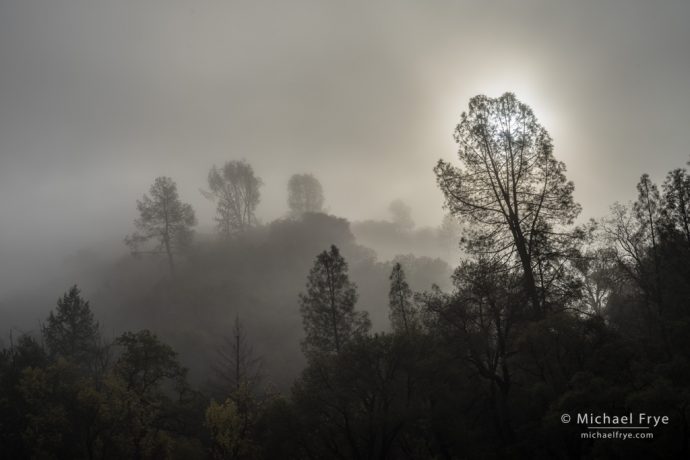 Fog, sun, and gray pines, Sierra Nevada foothills near El Portal, CA, USA