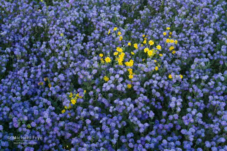 Hillside daisies among tansy phacelia, Carrizo Plain NM, CA, USA