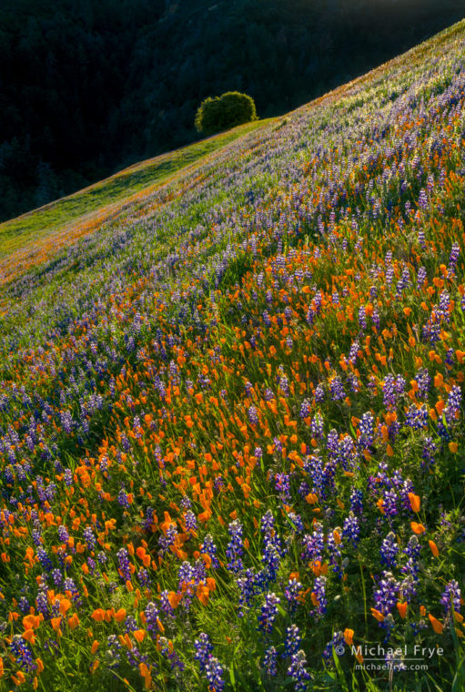 Poppies, lupines, and oak, Figueroa Mountain, Los Padres NF, CA, USA