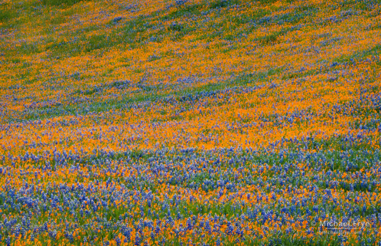 Poppies and lupines, Figueroa Mountain, Los Padres NF, CA, USA