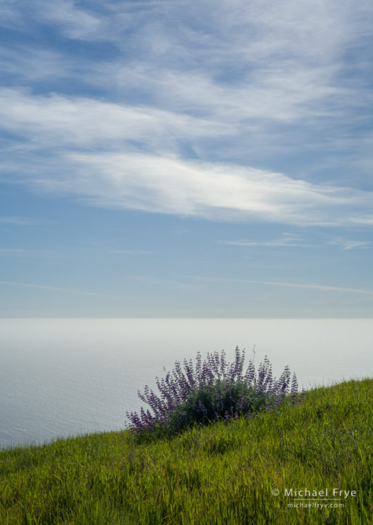 Lupines above the Pacific Ocean, Big Sur coast, CA, USA