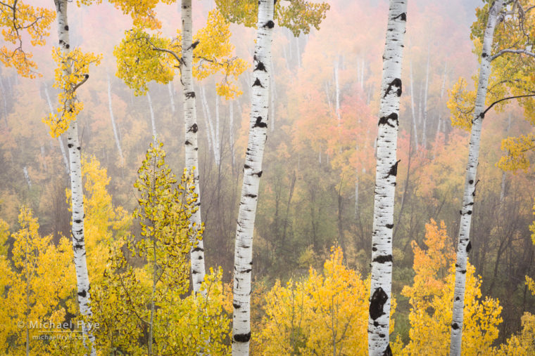 Aspens in fog, near Ridgway, CO, USA