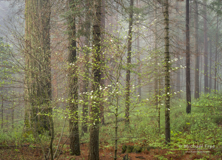 Dogwood, forest, and fog, Yosemite NP, CA, USA