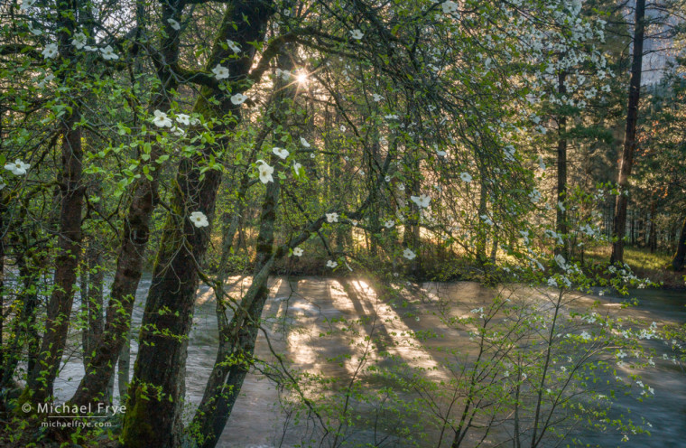 Dogwoods and the Merced River at sunrise, Yosemite NP, CA, USA