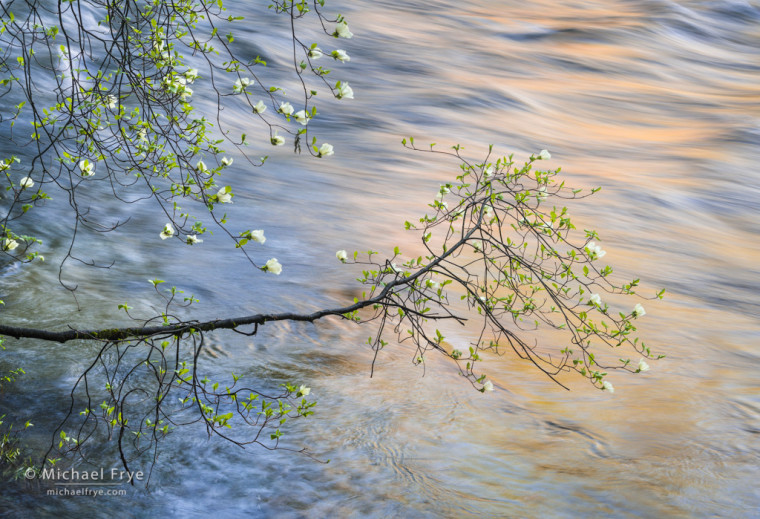 Morning reflections, dogwood and the Merced River, Yosemite NP, CA, USA