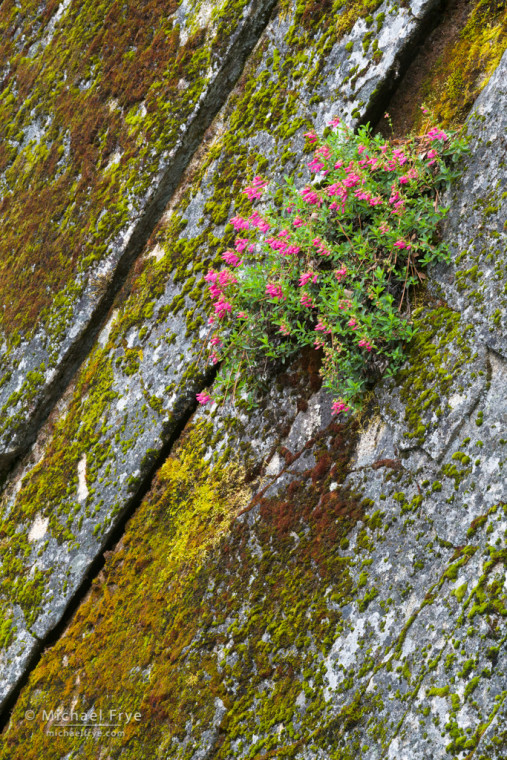 Penstemon growing on moss-covered rocks, Yosemite NP, CA, USA