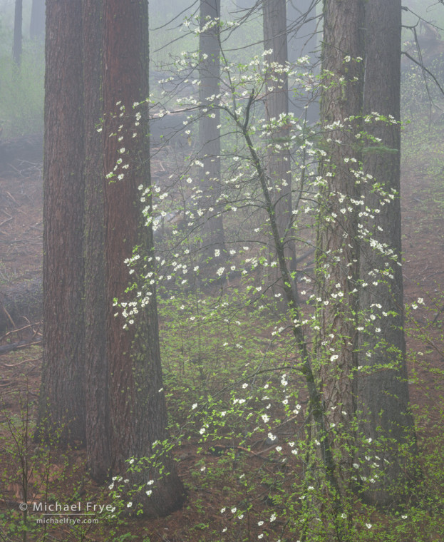 Dogwood and pines in fog, Yosemite NP, CA, USA