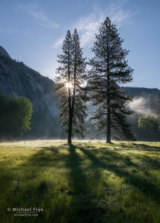 Early morning in the Ahwahnee Meadow with Half Dome and ponderosa pines, Yosemite NP, CA, USA