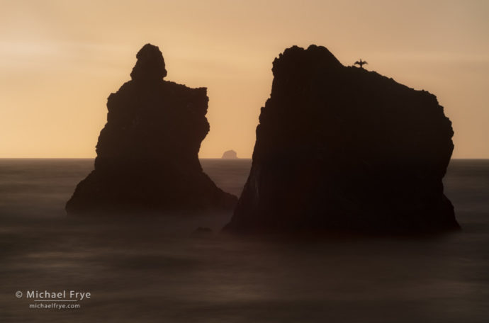 Sea stacks and cormorant, Redwood NP, CA, USA