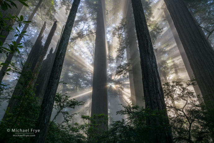 Sunbeams in a redwood forest along the northern California coast, USA