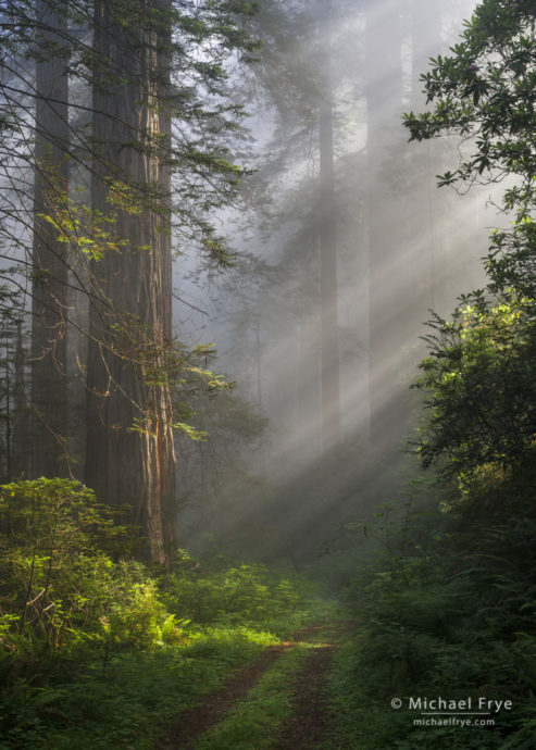 Avoiding Bright Edges and bright spotsSunbeams and an old road in a redwood forest, northern California coast, USA