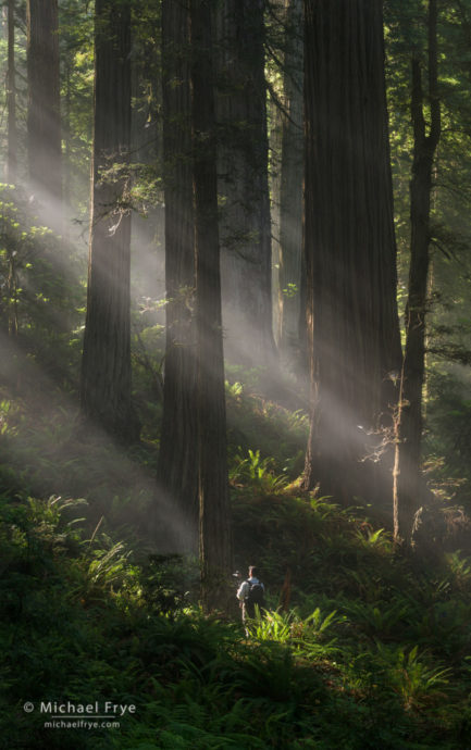 Photographer in the redwoods, northern California, USA