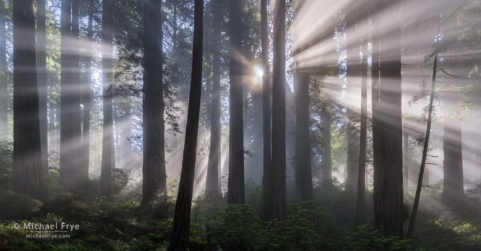 Sunbeams in a redwood forest along the northern California coast, USA