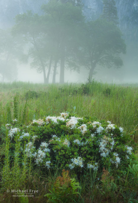 Oaks and azaleas in the fog, Yosemite NP, CA, USA