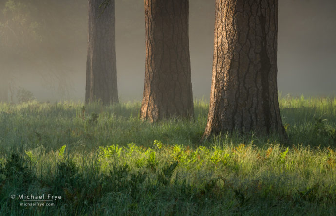 Ponderosa pines in fog, Yosemite NP, CA, USA