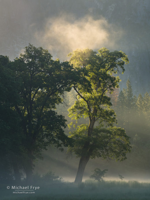 Oaks and mist, Yosemite NP, CA, USA