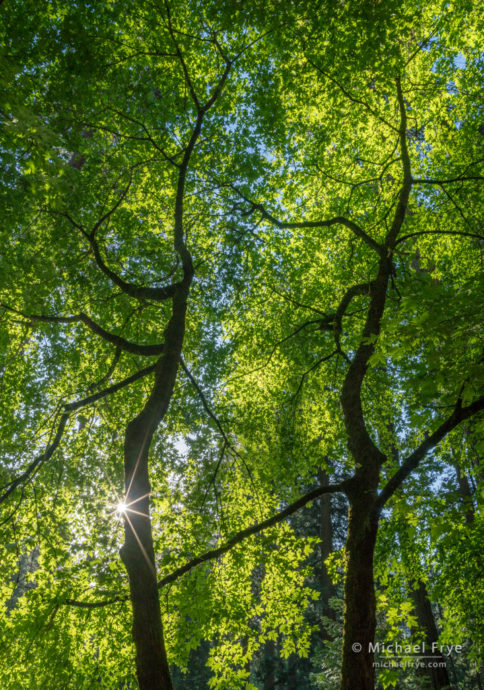 Big-leaf maples in spring, Yosemite NP, CA, USA