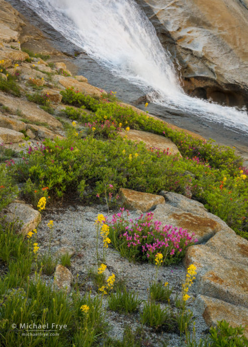 Wildflowers and cascade, Yosemite NP, CA, USA