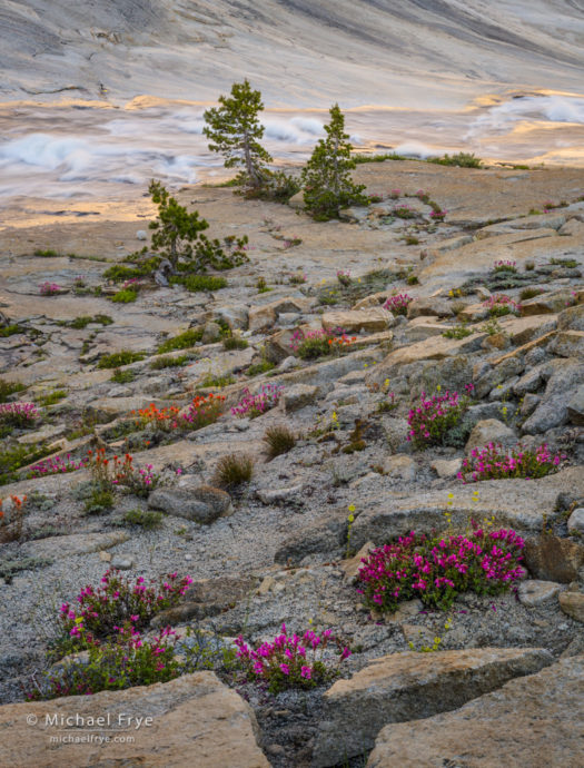 Wildflowers, creek, and reflections in the high country, Yosemite NP, CA, USA