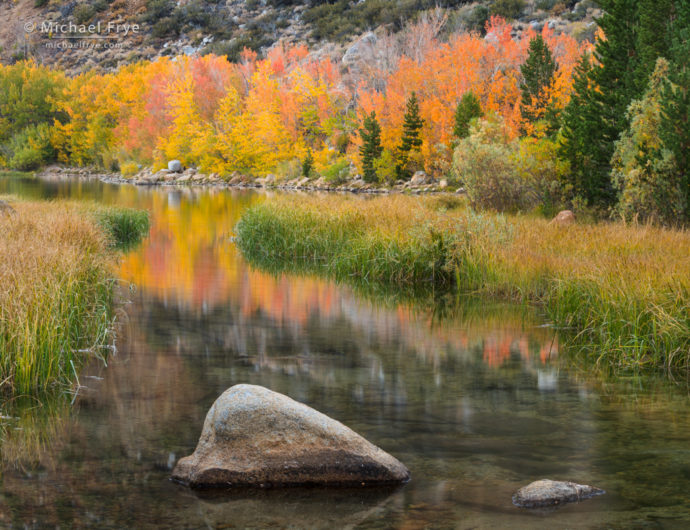 Aspens, reeds, and reflections, Bishop Creek Canyon, Inyo NF, CA, USA