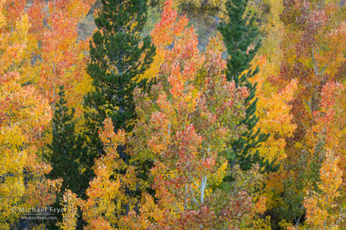 Aspens and pines, Bishop Creek Canyon, Inyo NF, CA, USA