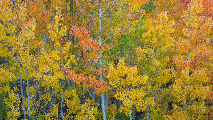 Multi-colored aspens, Inyo NF, CA, USA