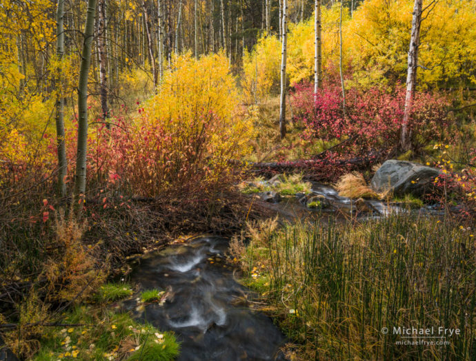 Aspens, dogwoods, and willows along a creek in autumn, Inyo NF, CA, USA