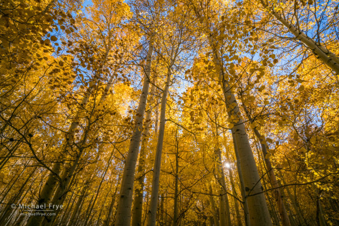 Sunlight in an aspen grove, Inyo NF, CA, USA