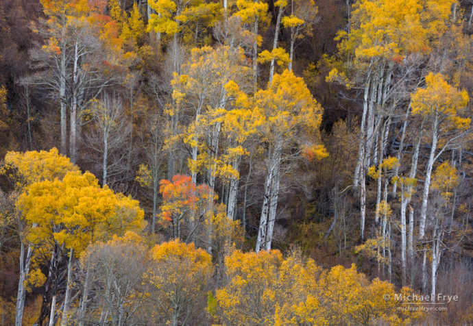 Autumn hillside, Inyo NF, CA, USA