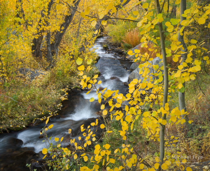 Autumn colors along Bishop Creek, Inyo NF, CA, USA