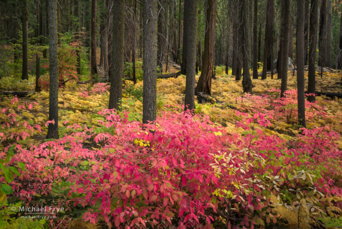 Autumn forest with dogwoods and ferns, Yosemite NP, CA, USA