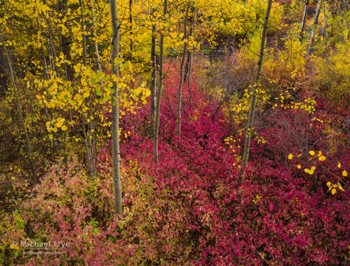 Aspens and dogwoods, autumn, Inyo NF, CA, USA