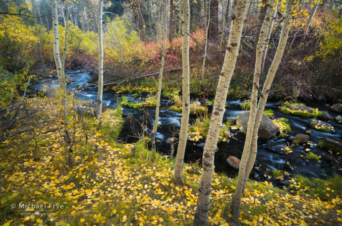 Autumn scene along an eastern Sierra creek, Inyo NF, CA, USA