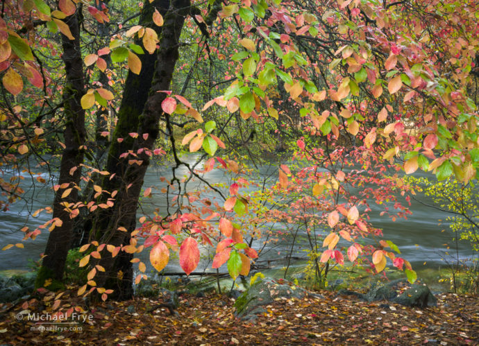 Dogwoods and the Merced River in autumn, Yosemite NP, CA, USA