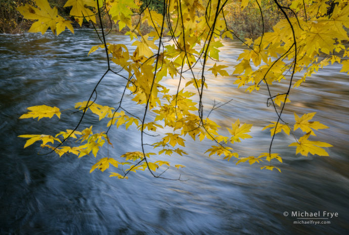 Big-leaf maple overhanging the Merced River in autumn, Yosemite NP, CA, USA