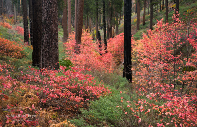 Dogwoods understory in a burned area, autumn, Yosemite NP, CA, USA