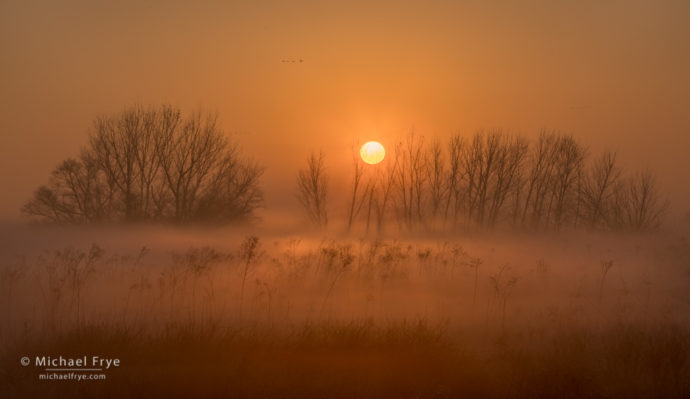 Cottonwood trees and fog at sunrise, San Joaquin Valley, CA, USA